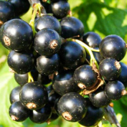 smorodina-shalunya_f