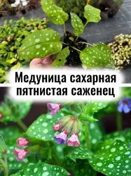 Медуница сахарная пятнистая Пульмонария многолетник саженец