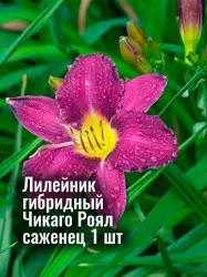 Лилейник гибридный Чикаго Роял многолетник, рассада, саженец