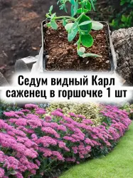 Седум (Очиток) видный гибридный Карл многолетний саженец