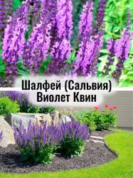 Шалфей (Сальвия) Виолет Квин - саженец