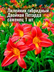 Лилейник гибридный Дабл Файркрикер (Двойная петарда) саженец