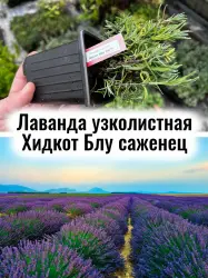 Лаванда узколистная Хидкот Блу Стрейн многолетний саженец