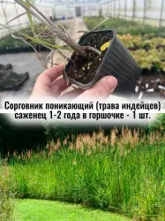 Сорговник поникающий, соргаструм или индейская трава саженец