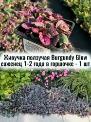 Живучка ползучая (Аюга) Бургунди Глоу многолетний саженец