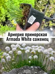 Армерия приморская Белая Армада многолетние цветы саженец