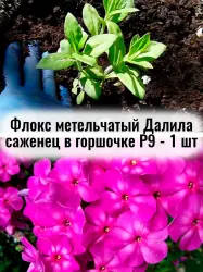 Флокс метельчатый Далила (Дилайла) многолетние цветы саженец