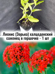 Лихнис (Зорька) халцедонский многолетние цветы саженец