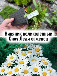 Нивяник великолепный Сноу Леди Саженец