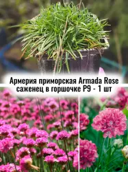 Армерия приморская Армада Роуз многолетние цветы саженец