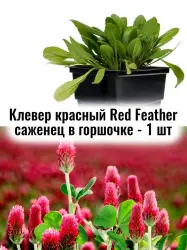 Клевер Красное перо многолетние цветы ЗКС саженец - 1 шт.
