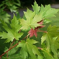 Клен Клен