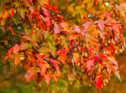 thirteen-species-of-maple-trees-3269671-01-019176c2bca14f7eb0609334ba1f14a4