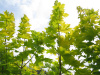 1649577149_51-vsegda-pomnim-com-p-klen-ostrolistnii-printseton-gold-foto-53
